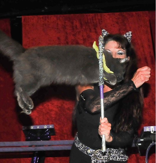 Killer Road Trip: Cat Circus with the Acro-Cats!