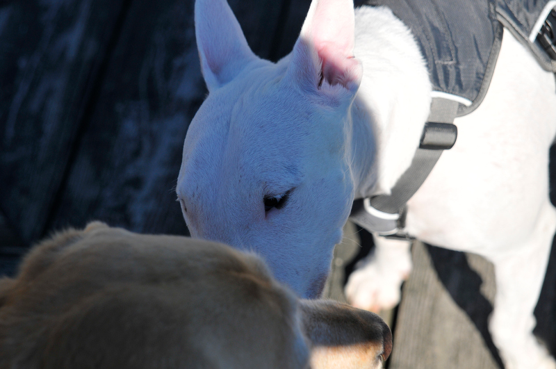 The walk along the Rockland Boardwalk was part of the one-mile dog walk. (Photo by Ron Hawkes)
