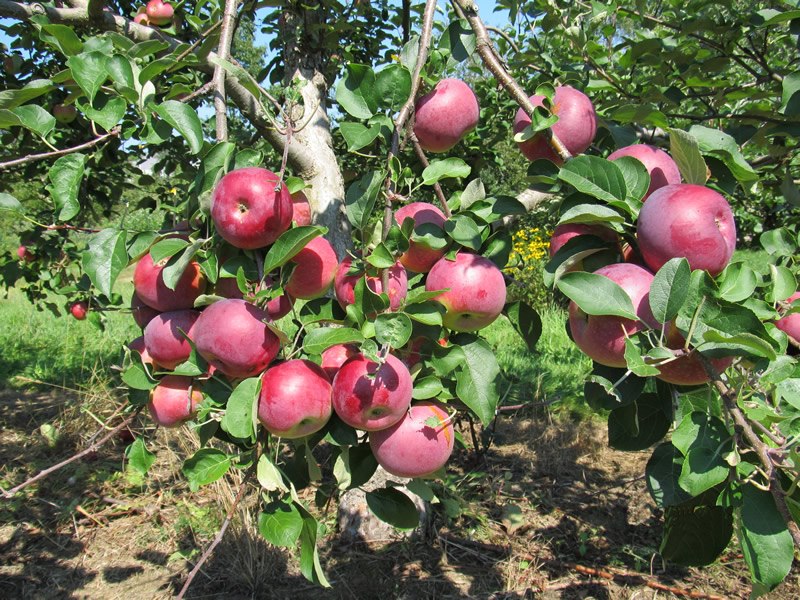 Apple picking and more at Hope Fall Festival. (Photo courtesy Hope Orchards)