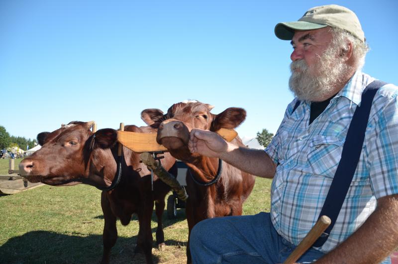 Mark Larabee, of Litchfield, works in the woods with his team of oxen. He recently lost his team, so is now training two new oxen, who are about six months old. (Photo by Lynda Clancy)