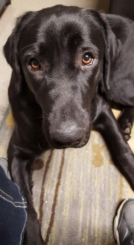 Mac. (Courtesy Facebook/Guiding Eyes for the Blind at Unity College)