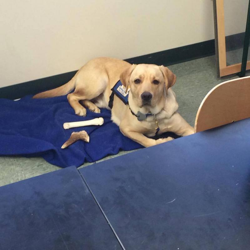 Malcom learning and practicing down and stay. (Courtesy Facebook/Guiding Eyes for the Blind at Unity College)