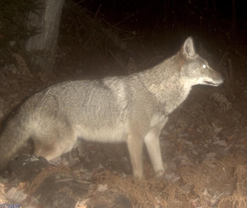 A very robust and healthy looking coyote caught on a trail camera last week, one very good reason to keep your cats in at night!
Photo by Corelyn Senn coyote