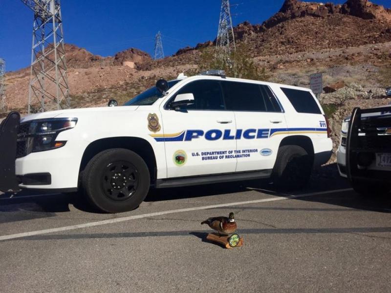 A very important duck (Duck of Justice) makes a cameo several times a week in Cotton’s Facebook posts.
