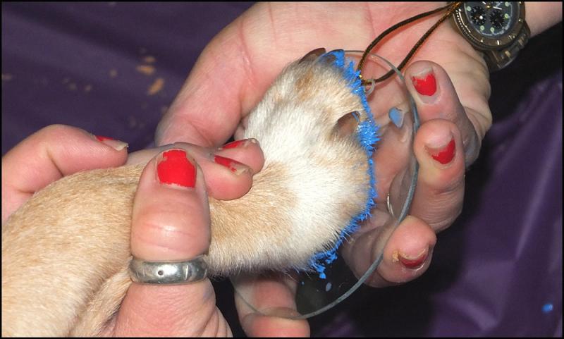 Non-toxic paint and your pet’s paw are all that is needed to create unique Christmas ornaments and coffee mugs, while helping raise funds to fill the shelves of local pet food pantries.