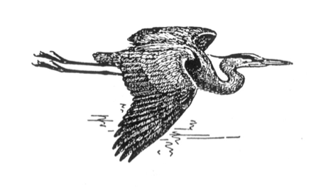 A flying blue heron is a fitting symbol for the Coleman Pond Association.
Courtesy Coleman Pond Association coleman pond