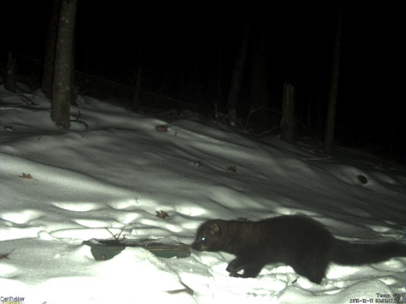 A fisher triggers a wildlife camera. These guys are reputed to have an appetite for cats, but so do coyotes.
Photo courtesy of Corelyn Senn fisher
