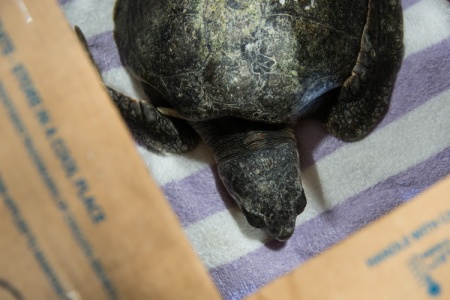 A cold-stunned Kemp's ridley turtle sits in a warm box before his flight to Florida at Marshfield Airport, Thursday, Jan. 7, 2016. The sea turtle, along with 24 others, is being flown to Florida by members of the Coast Guard Auxiliary. (U.S. Coast Guard photo by Petty Officer 3rd Class Ross Ruddell)