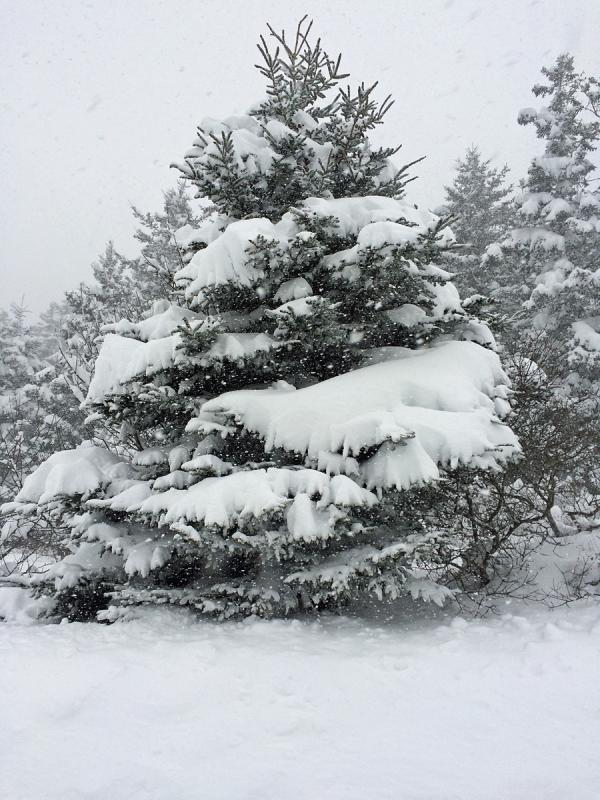 Looking like a Currier and Ives card. (Photo by Eva Murray)
