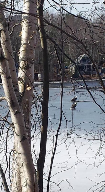 These two bald eagles were sitting side by side near the open water on Megunticook Sunday. Were they wondering where all the fish guts went, the ones usually left by ice fishermen?
Photo by Brook Hartshorn eagles on ice