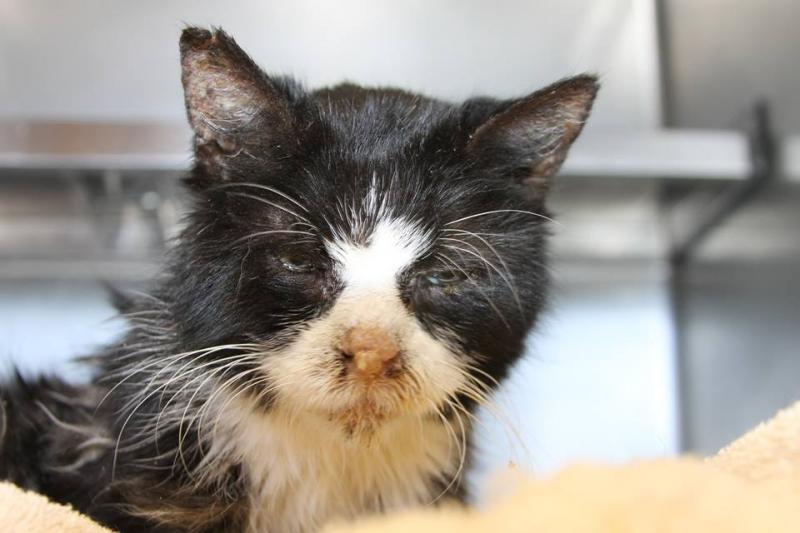 ‘Saint’ after he was brought in to Pope Memorial in critical condition. (Photo courtesy Pope Memorial Humane Society of Knox County)