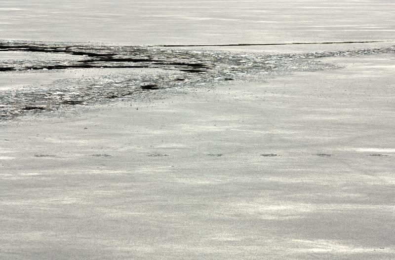 Footsteps on the ice. (Photo by Holly S. Edwards)