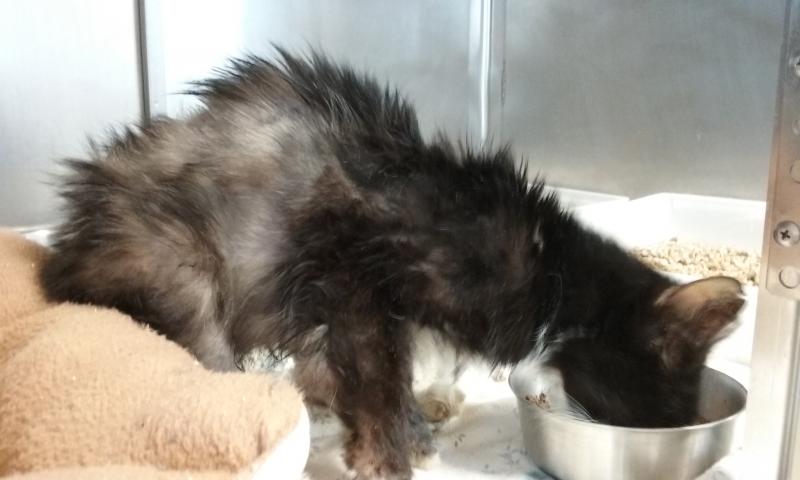 Saint’s fur is growing back where all of the mats had to be shaved off. (Photo courtesy Pope Memorial Humane Society of Knox County)