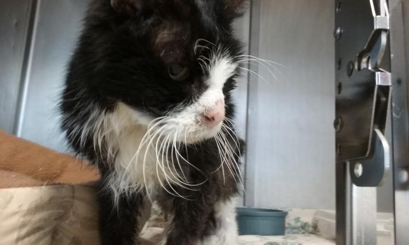 Saint is also eating well and responding ‘more like a cat,’ according to shelter staff who have cared for him for the past month. (Photo courtesy Pope Memorial Humane Society of Knox County)