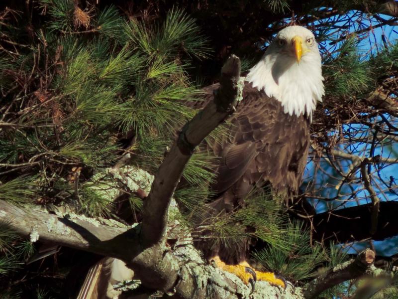 This eagle was snacking on a deer carcass in a field on Belfast Road.
Photo by Alleson Bixler eagle