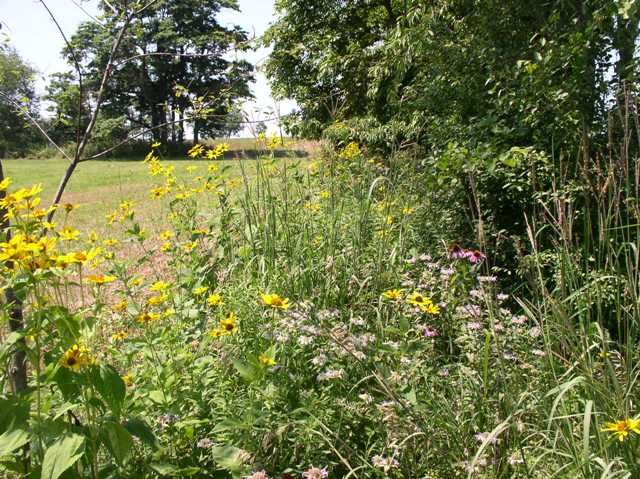 NRCS pollinator habitat – 1/3 of all agricultural output in the US depends on pollinators. Odd areas and idle fields on farms can be used to create pollinator habitat. (Image Courtesy of USDA-NRCS)