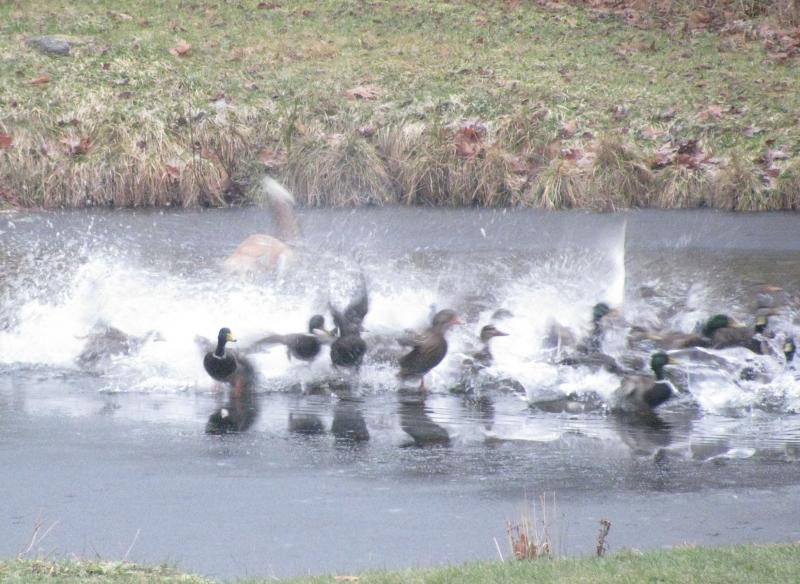 ....fox falls through the ice
Photos by Robin Brawn