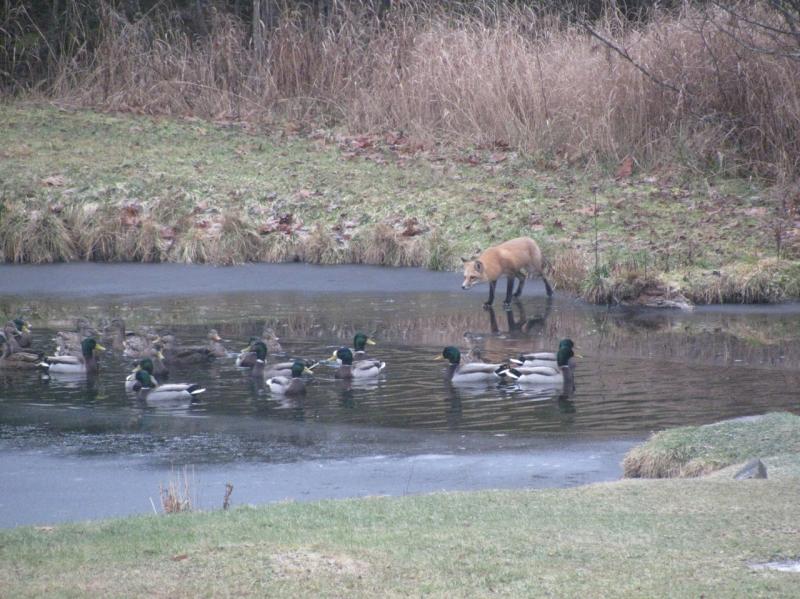 ....a flock of ducks in his sights....