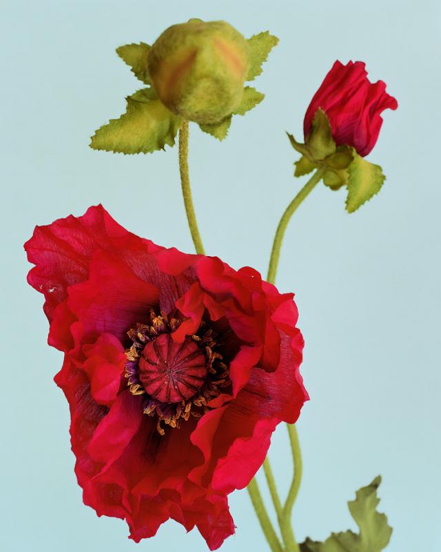 Lauren Henkin, Poppies, 2014, pigment on rag, 32” x 40"