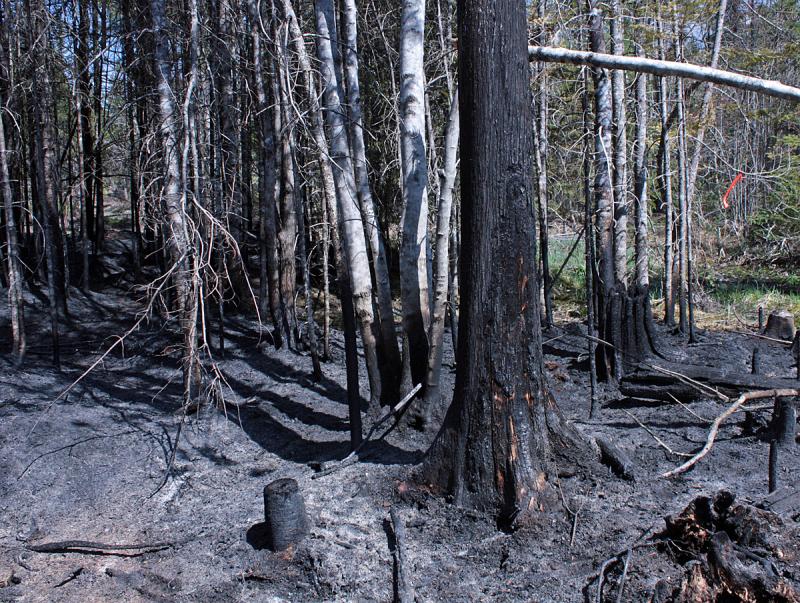 Woods and wildfires can have devastating and lasting effects on the flora and fauna of the area, including killing young and newborn animals and displacing others. This photo is from a woods fire in Searsmont in May 2015 that took three days, more than 100 people and a state helicopter with water to finally extinguish. (Photo by Holly S. Edwards)