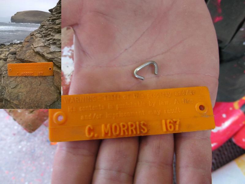 One of Corey Morris’ trap tags discovered on Billiacru Beach SW of the Orkney Islands in Scotland (inset) and another tag with a hog ring in Corey’s hand. (Photo by Kay Stephens and Martin Gray)