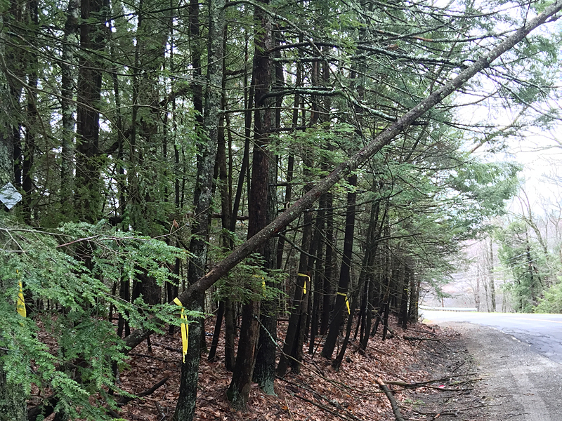 This small, dead tree rests on a utility line along Route 105 in Camden Tuesday morning. (Photo by Holly S. Edwards)