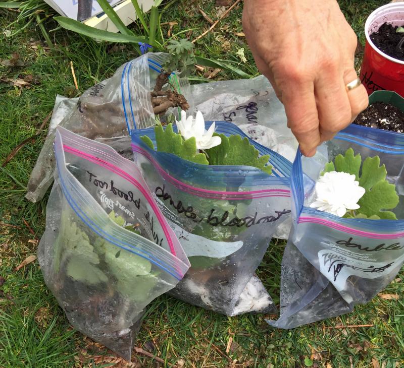 Double bloodroot plants up for grabs. (Photo by Holly S. Edwards)