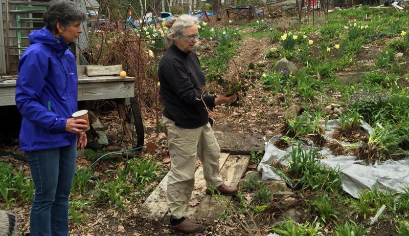 Susan Shaw, right, talks about the daylillies she has dug up for the May 8 perennial exchange at her Camden home. (Photo by Holly S. Edwards)