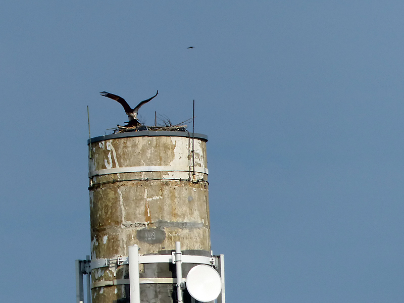 This is not the first time ospreys have used the Knox Mill smokestack to nest, but this year the top of the tower has a grate cover, and is wrapped with an array of Internet, cable and cellular equipment. (Photo by Janice Gates)