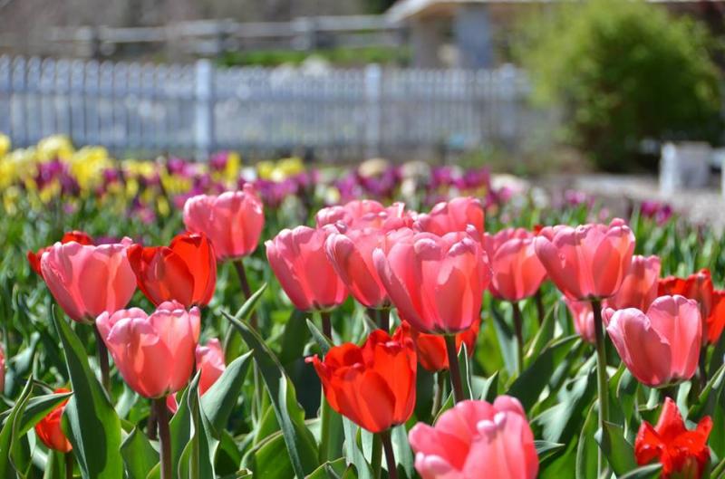 Coastal Maine Botanical Gardens is offering their annual Maine Days all Memorial Day weekend.