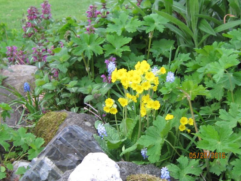 This is my favorite part of the garden at the best time of the year. Those are yellow cowslips, a kind of wild primrose. I used to have an orange variety, but lost it.
Photo by Diane O’Brien cowslips
