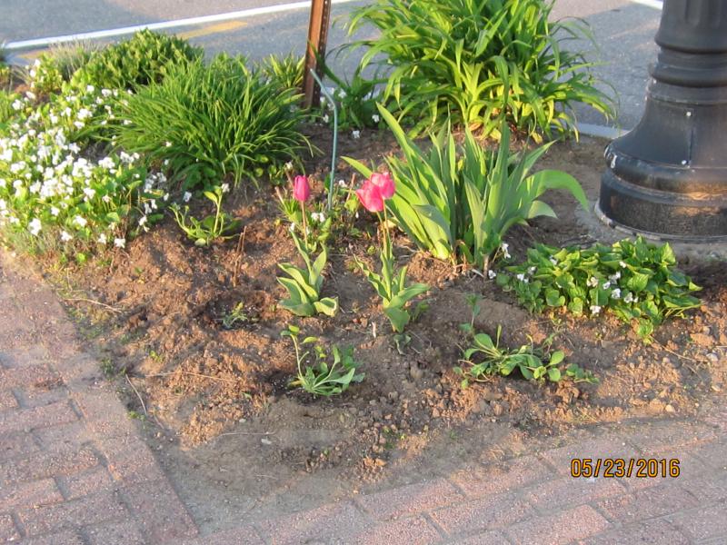One of the garden beds Lee Cronin tends at the Beach. You too could have your own little contained bed to plant and weed to your heart’s content! Gardeners wanted!
Photo by Diane O’Brien lee’s garden