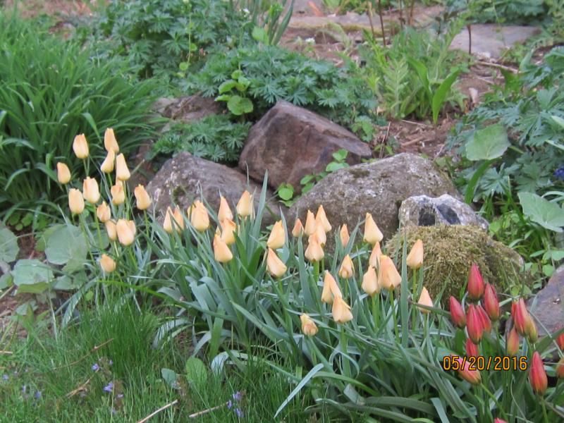 These are species tulips; they come back every year in greater numbers, unlike their taller, more stately cousins.
Photo by Diane O’Brien tulip