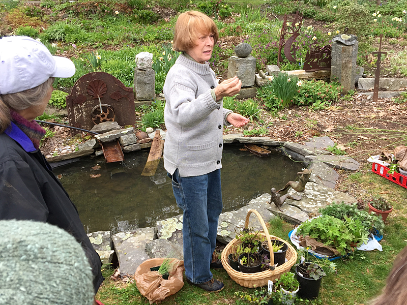 Lynette Walther of Camden was one of the many returning perennial exchange participants at Susan Shaw’s home and garden on Mill Street. (Photo by Holly S. Edwards)