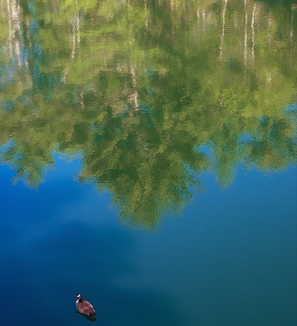 The goose and the reflected forest
Photo by Joe Corrado joe corrado