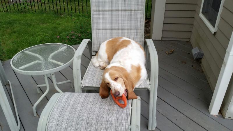 Thanks to Jason Peasley, life is back to normal for Beatrice who is happy to be chewing on her bone and relaxing on her favorite deck chair.(Photo by Sarah Shepherd)