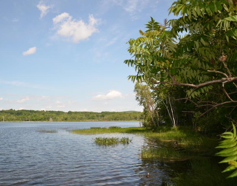 Grassy Pond, looking toward Route 17, at the Rockport-Hope town line. (Photo by Lynda Clancy)