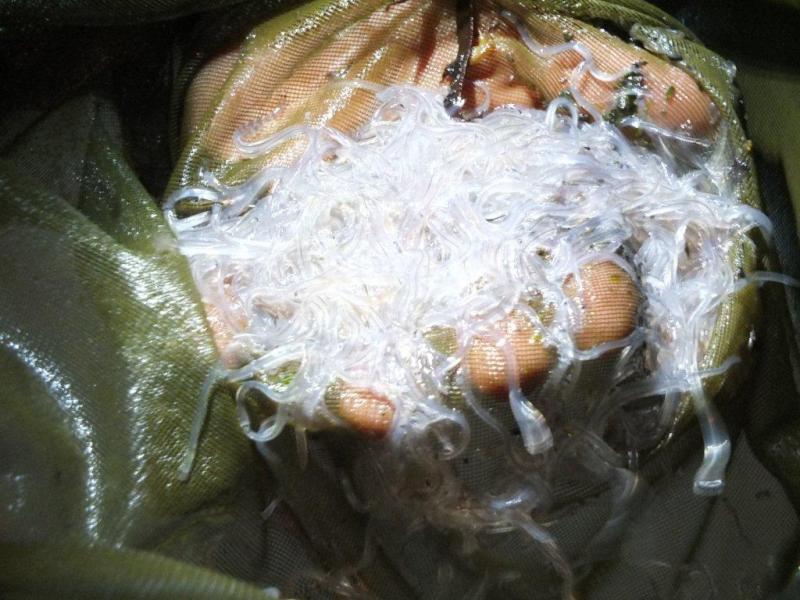 Elver eels, commonly called glass eels, have a translucent body that averages three inches in length. They swim the currents in brackish water at night during high tides. Dan Rizza of Newport displays one night's yield of elver eels caught at Mill Cove in Boothbay Harbor in 2013. (Photo by Ryan Leighton/Boothbay Register)
