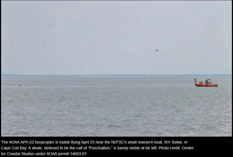 (Center for Coastal Studies under NOAA permit 14603-01)