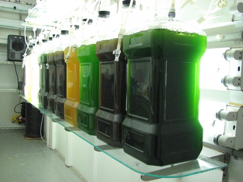 Oyster food – algae. Courtesy of Jon Lewis