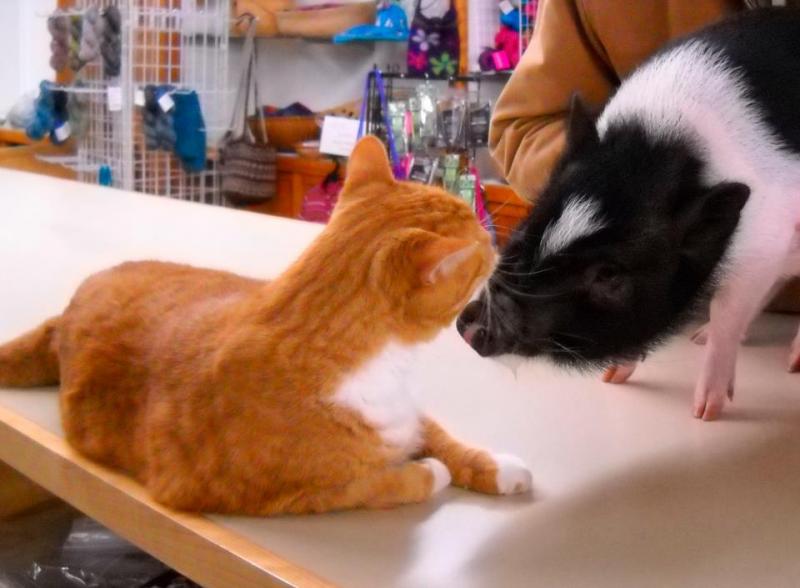 Dennis had many other friends besides humans. Here, “Snuffles” the pig pays a visit on the counter at Warner Graphics. (Photo by Stacey Warner)