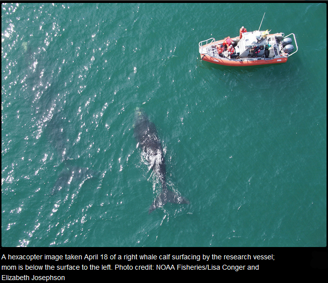 A hexacopter image taken April 18 of a right whale calf surfacing by the research vessel; mom is below the surface to the left. (NOAA Fisheries/Lisa Conger and Elizabeth Josephson)