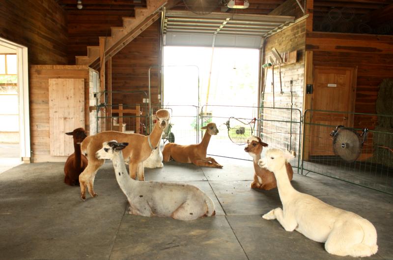 When the temperatures hit 70 F, the fans automatically kick on inside the barn and the girls like to hang out there and ruminate their food. (Photo by Holly S. Edwards)