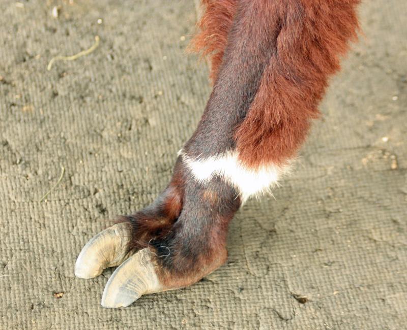 Alpacas don’t have hoofs or claws, they have padded feet and toes. While it is in not in their nature to be defensive, they also are not known to kick and if they do, it does not pack enough of a punch to really ward away a predator. (Photo by Holly S. Edwards)