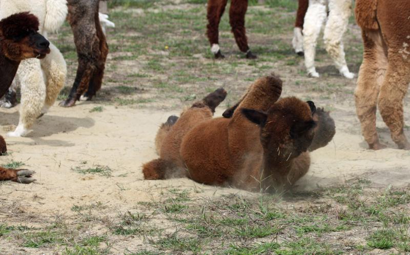A roll in the dirt is always fun, and like a lot of things with alpacas, once one does it, they all take turns and do it. (Photo by Holly S. Edwards)