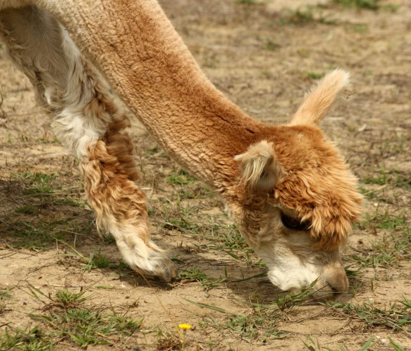 Sonata, also called Sonni. (Photo by Holly S. Edwards)