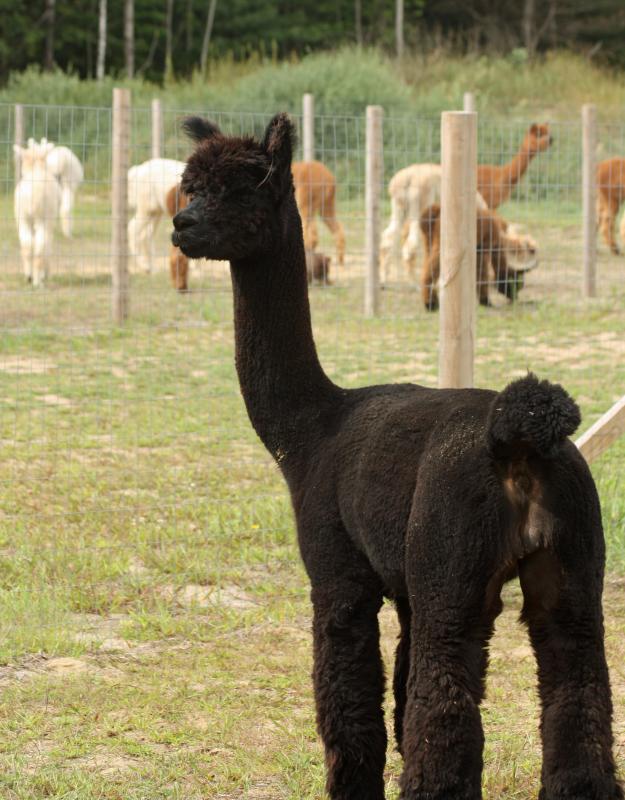 Cooper, a visiting male who has been bred with some of the farm’s females. (Photo by Holly S. Edwards)