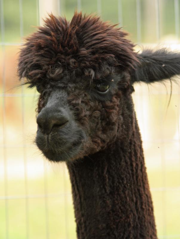 The other males in the herd are jealous of Cooper, the New York male, because he’s been having so many dates with the ladies this season. (Photo by Holly S. Edwards)