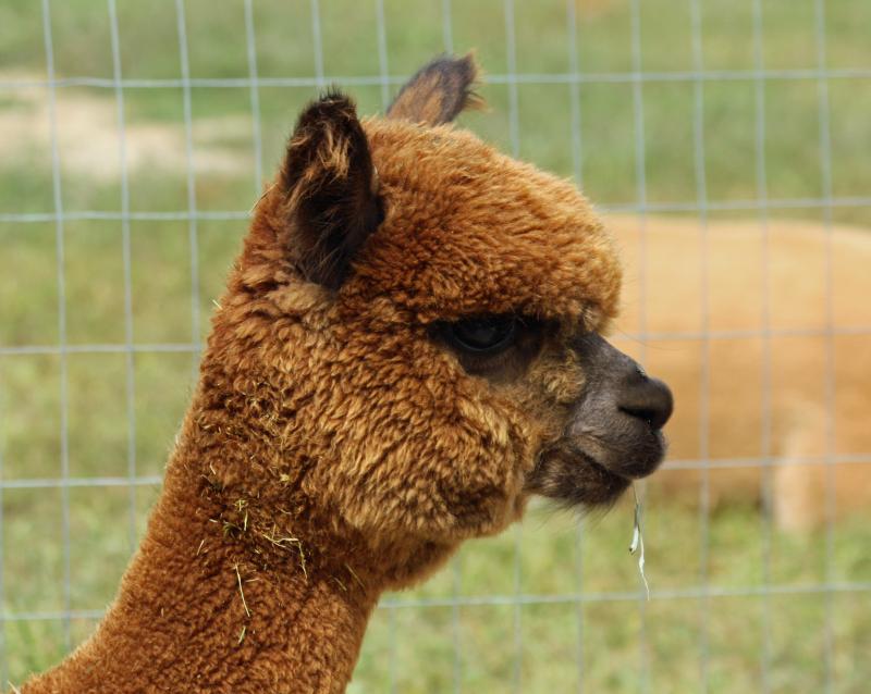 Grantham is a small male alpaca, a little smaller than is usually desired. (Photo by Holly S. Edwards)