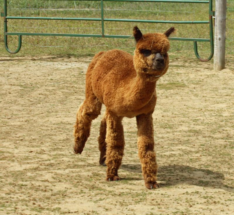 It is hoped that little Grantham will have a growth spurt, and get closer to the size of the other alpacas. (Photo by Holly S. Edwards)